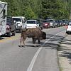 bringing traffic to a stop